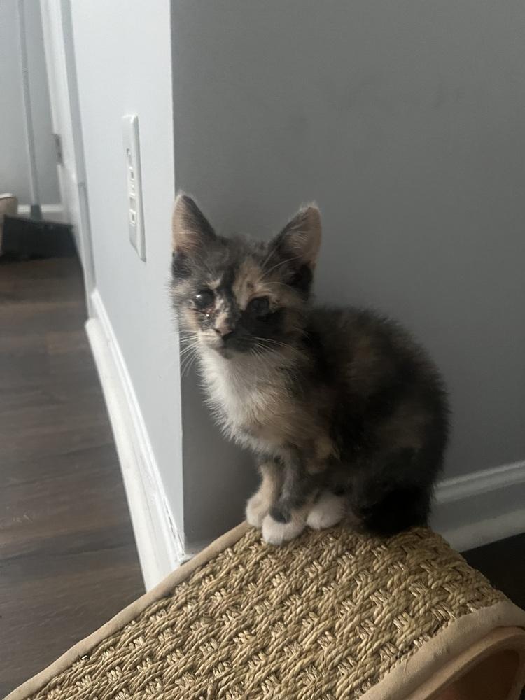 Simone Biles, a Adoptable Domestic Short Hair in Lake Wylie, SC image 2/3