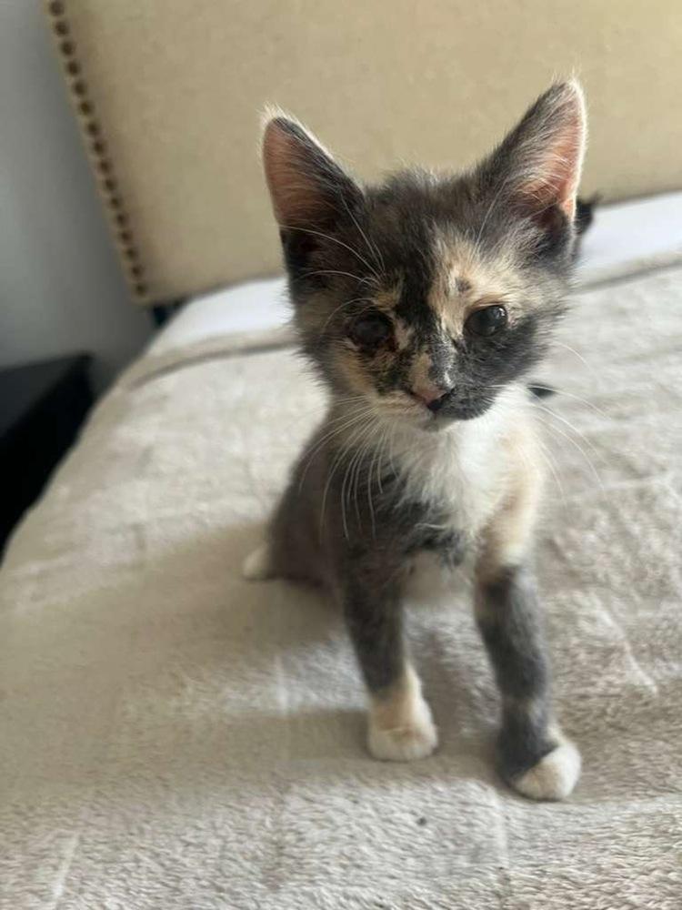 Simone Biles, a Adoptable Domestic Short Hair in Lake Wylie, SC image 3/3