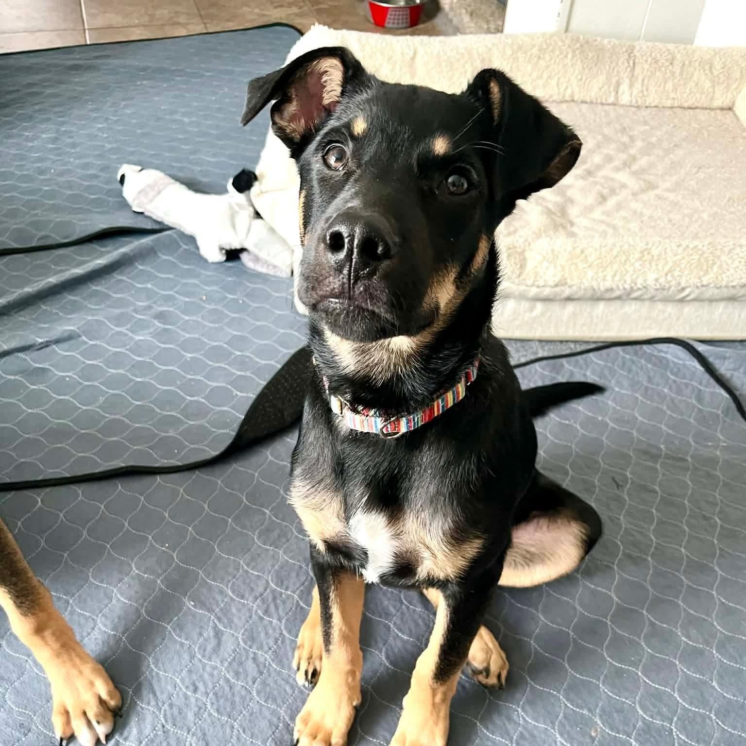 LeFou — thumbnail 3