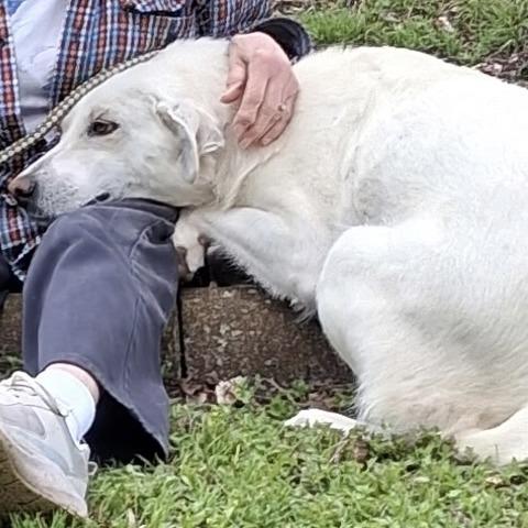 Beauty, Adoptable, Adult Female Yellow Labrador Retriever.