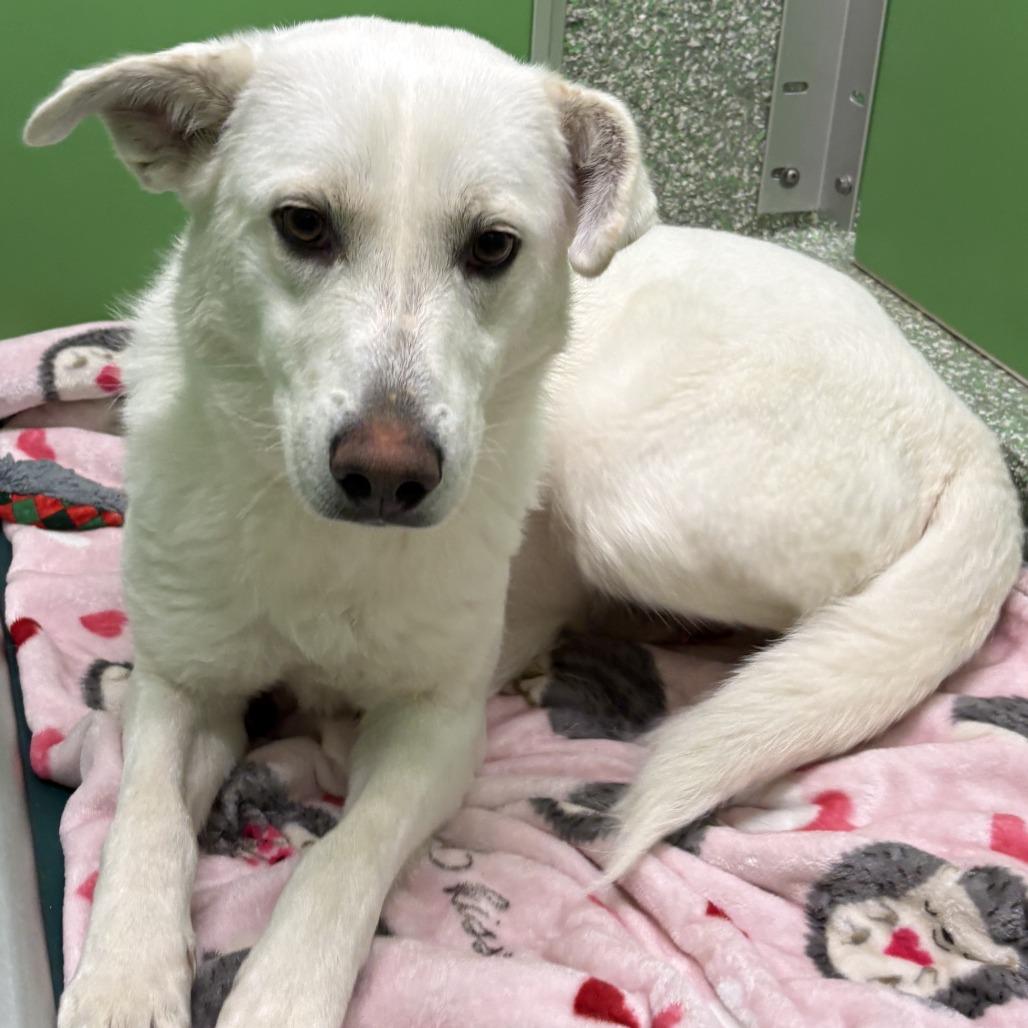 Enlarge Beauty, a Adoptable Yellow Labrador Retriever in Calverton, NY image 2/2