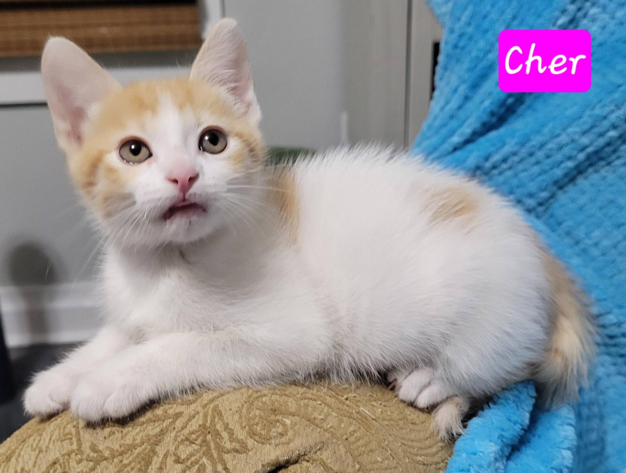 Cher, an adopted Domestic Short Hair in LaPlace, LA image 1/6
