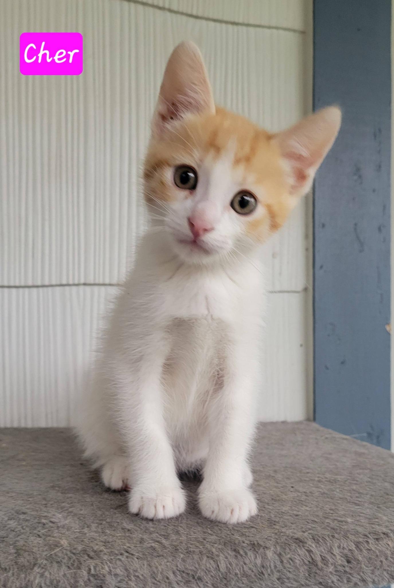 Cher, an adopted Domestic Short Hair in LaPlace, LA image 5/6