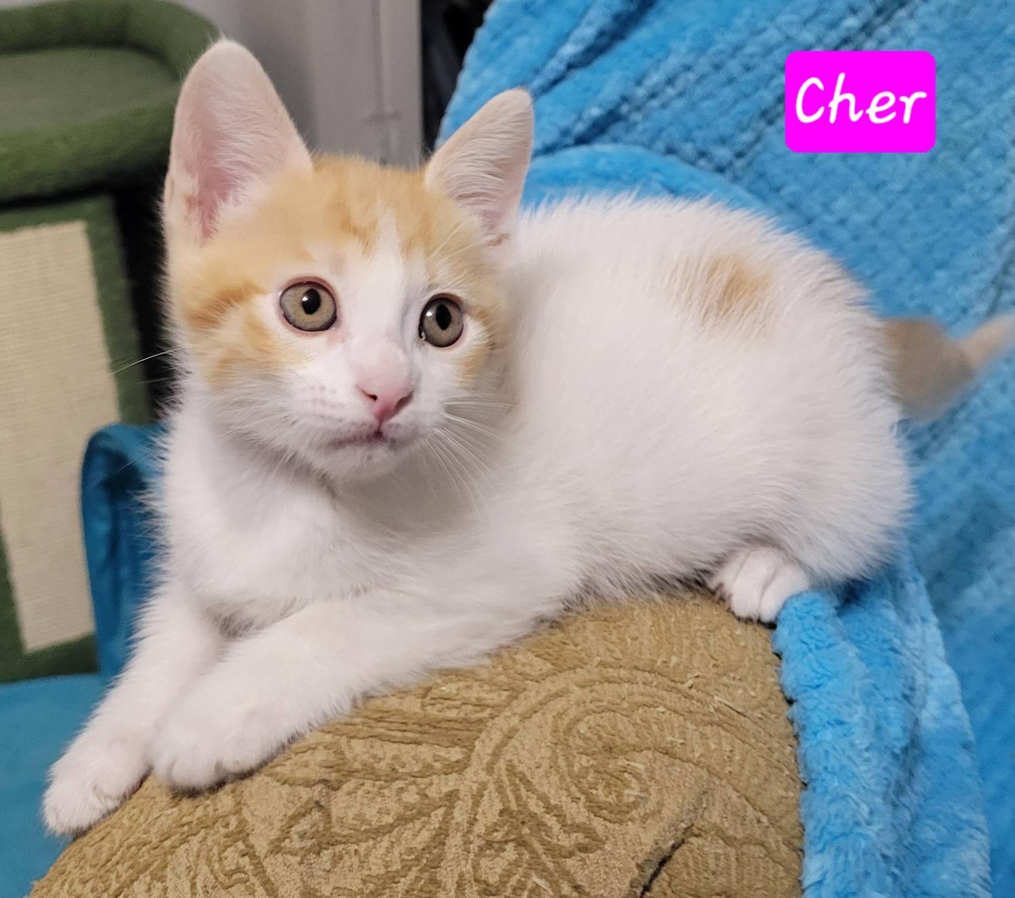 Cher, an adopted Domestic Short Hair in LaPlace, LA image 2/6