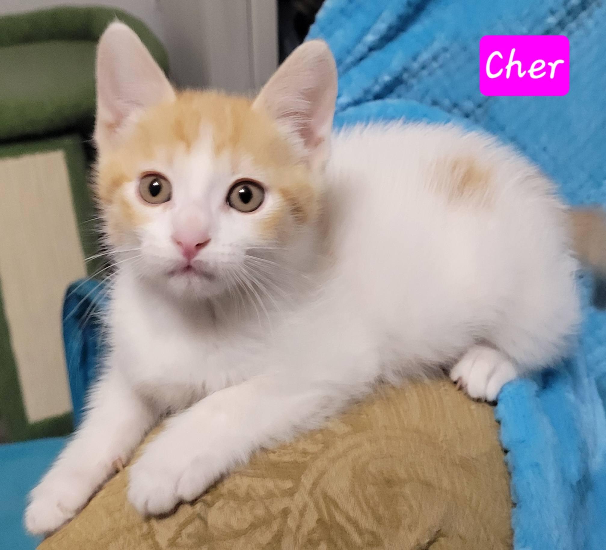 Cher, an adopted Domestic Short Hair in LaPlace, LA image 3/6