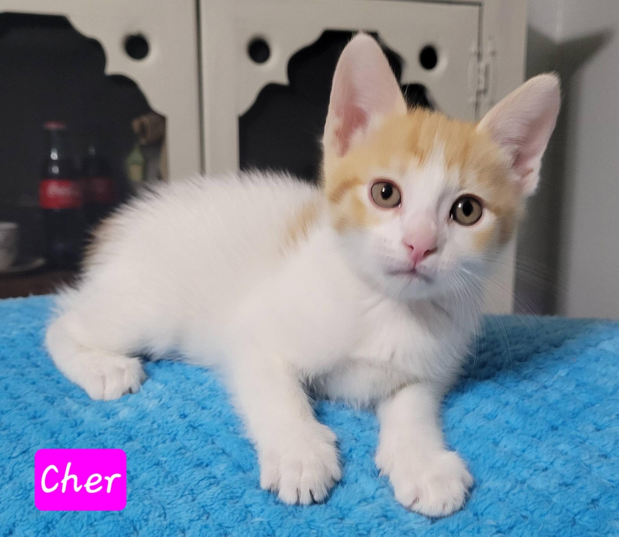 Cher, an adopted Domestic Short Hair in LaPlace, LA image 4/6