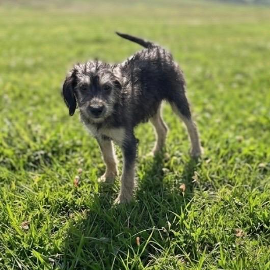 Enlarge Valentino, a Adopted mixed breed in Pittsfield, IL image 1/2