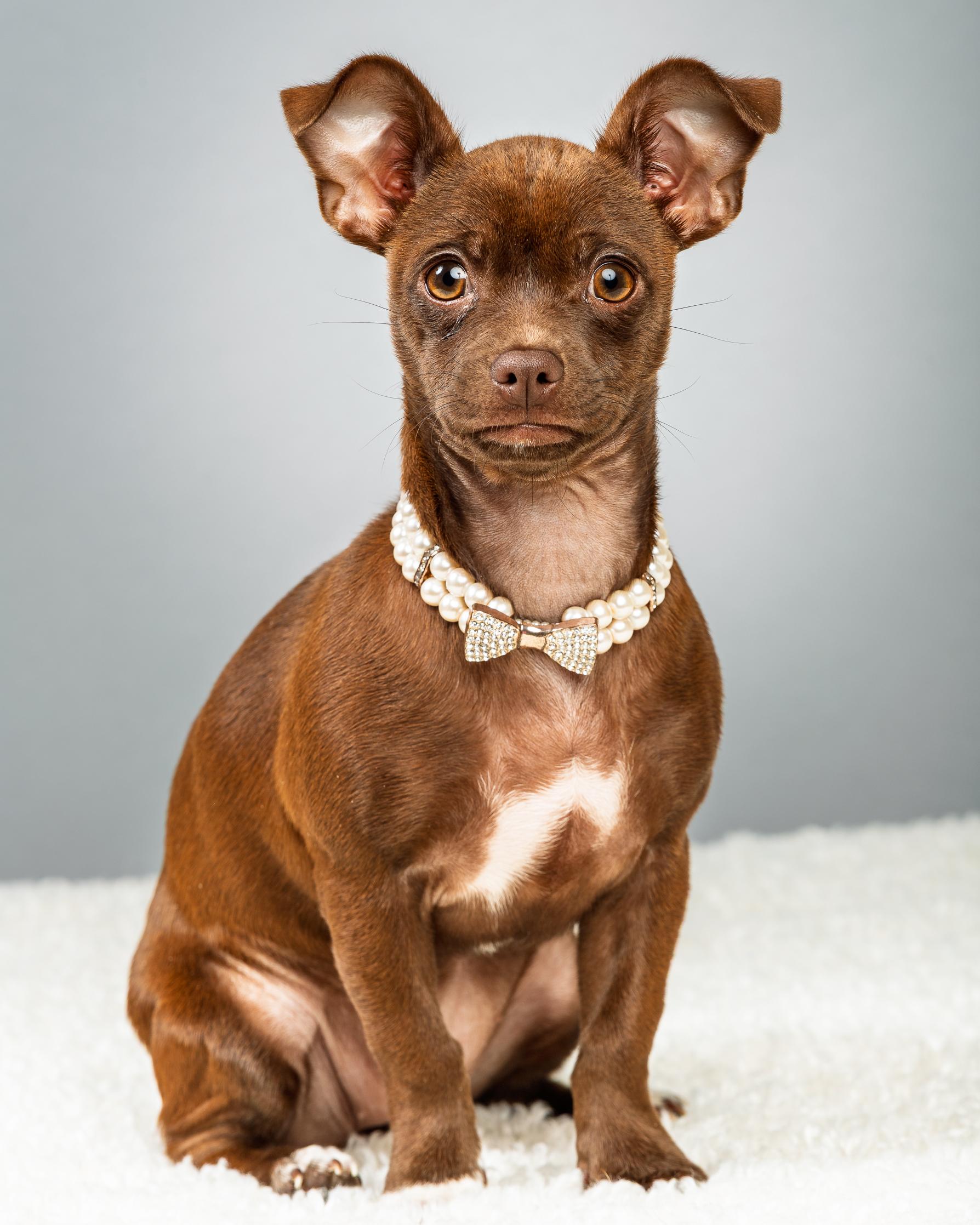 Enlarge Avery - Puppy , a ADOPTABLE Chihuahua in Plano, TX image 5/6