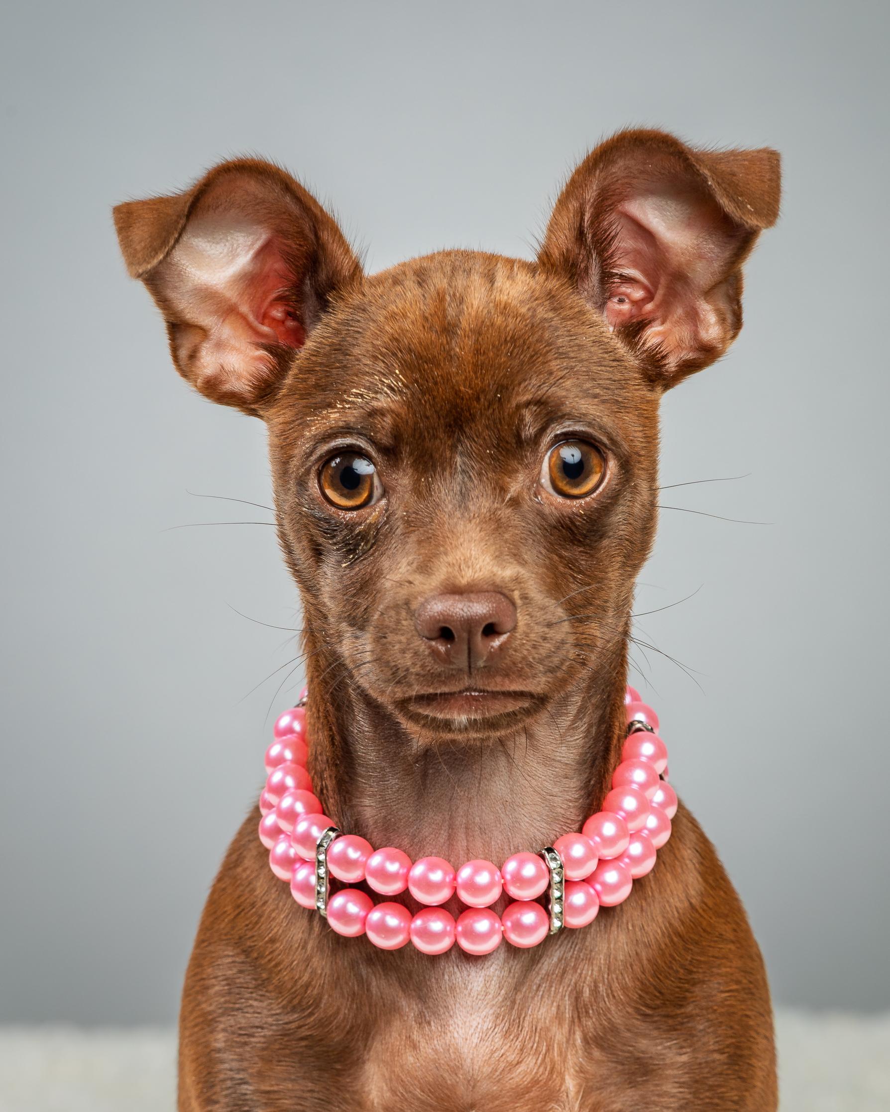 Enlarge Avery - Puppy , a ADOPTABLE Chihuahua in Plano, TX image 2/6
