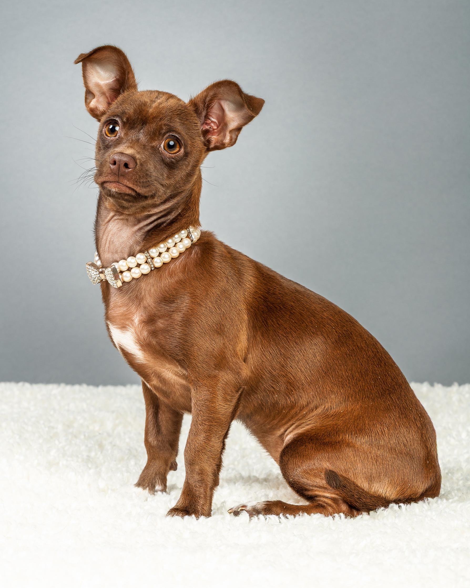 Enlarge Avery - Puppy , a ADOPTABLE Chihuahua in Plano, TX image 4/6