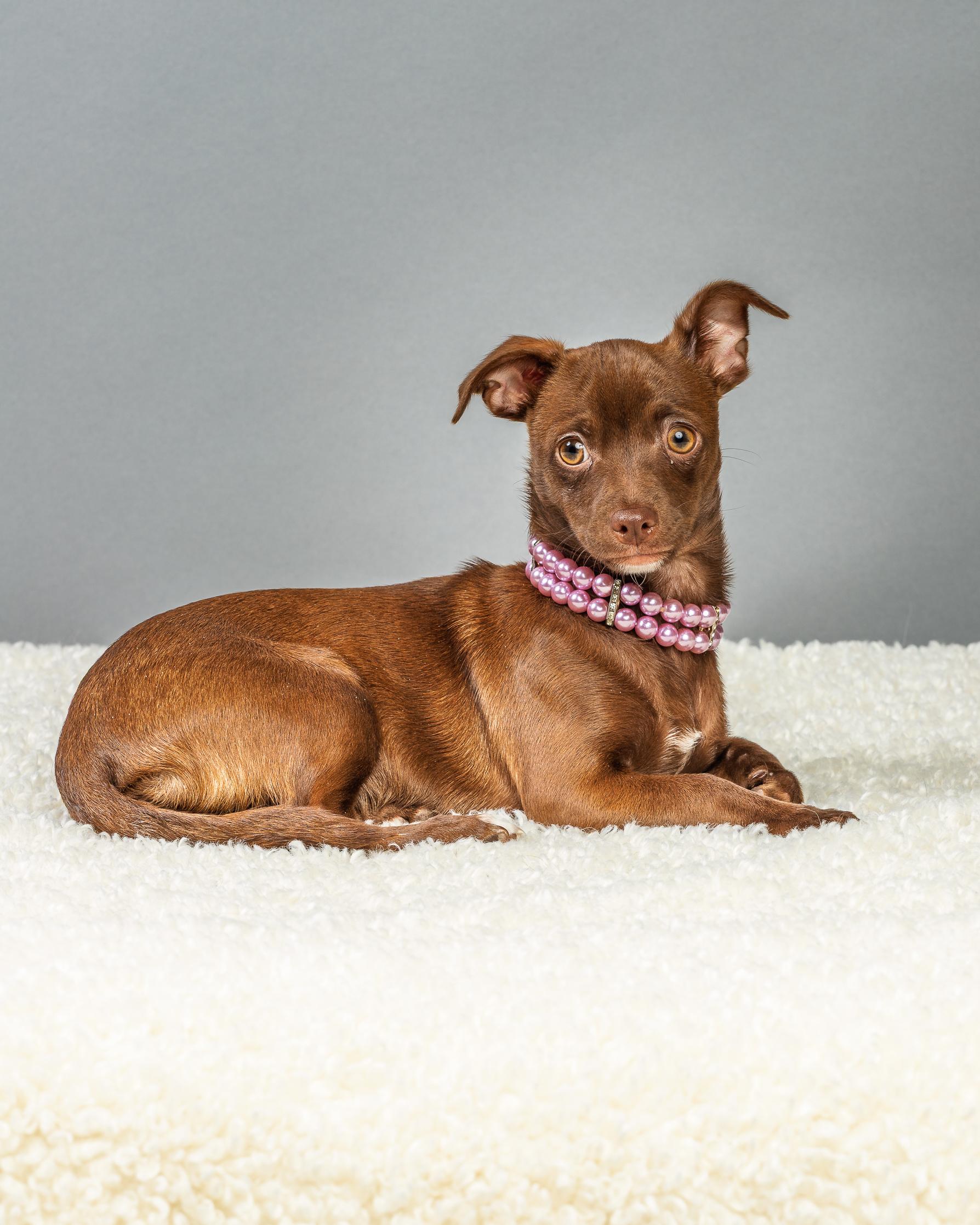 Enlarge Avery - Puppy , a ADOPTABLE Chihuahua in Plano, TX image 6/6