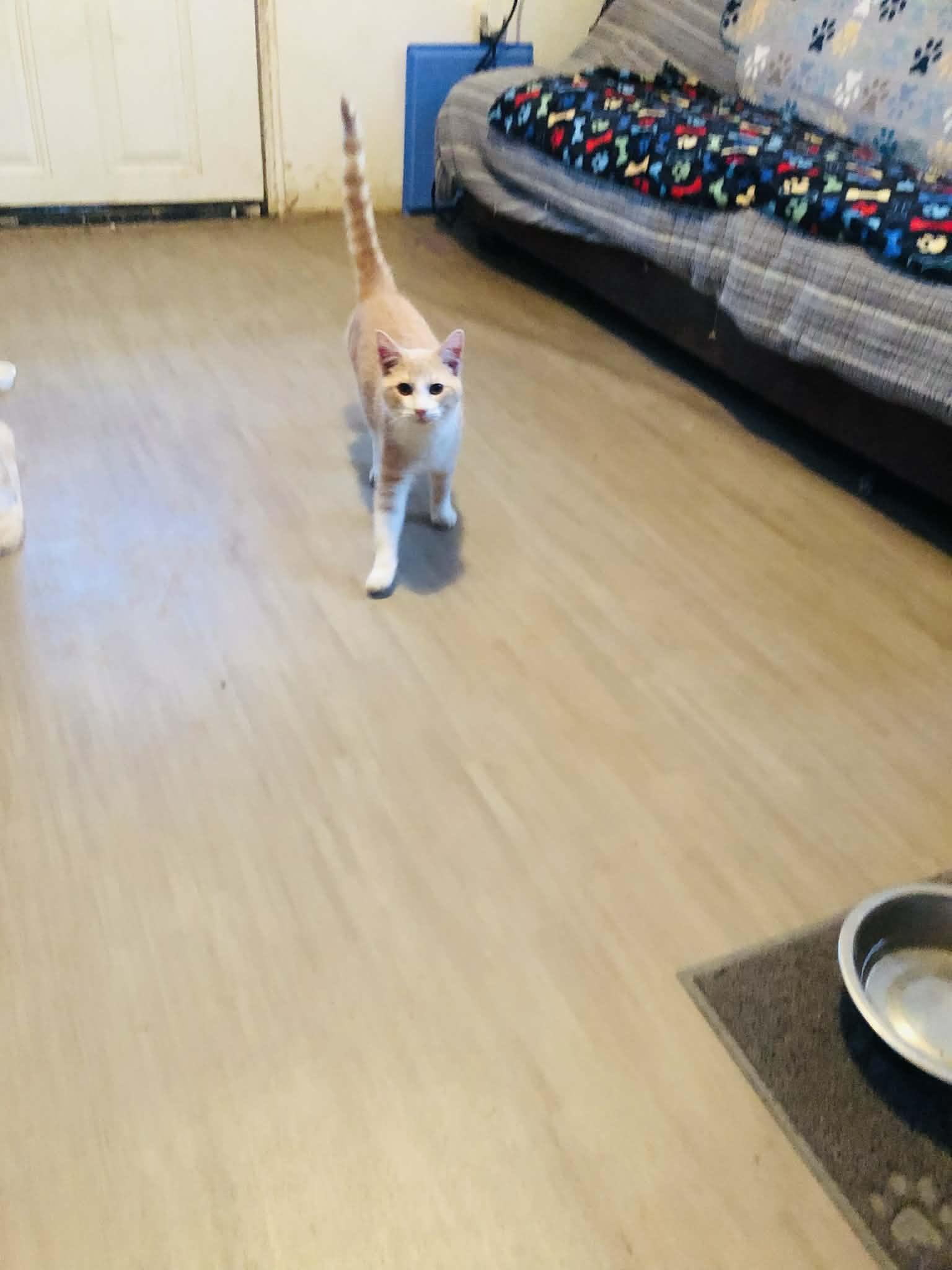 Enlarge Creams, a Adoptable Domestic Short Hair in Campton, KY image 1/6