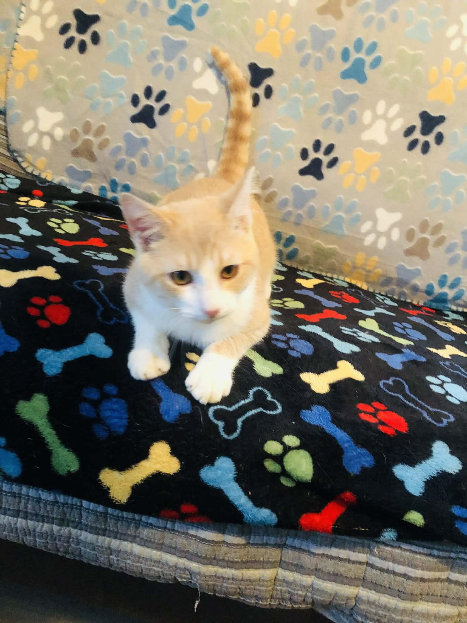 Enlarge Creams, a Adoptable Domestic Short Hair in Campton, KY image 2/6