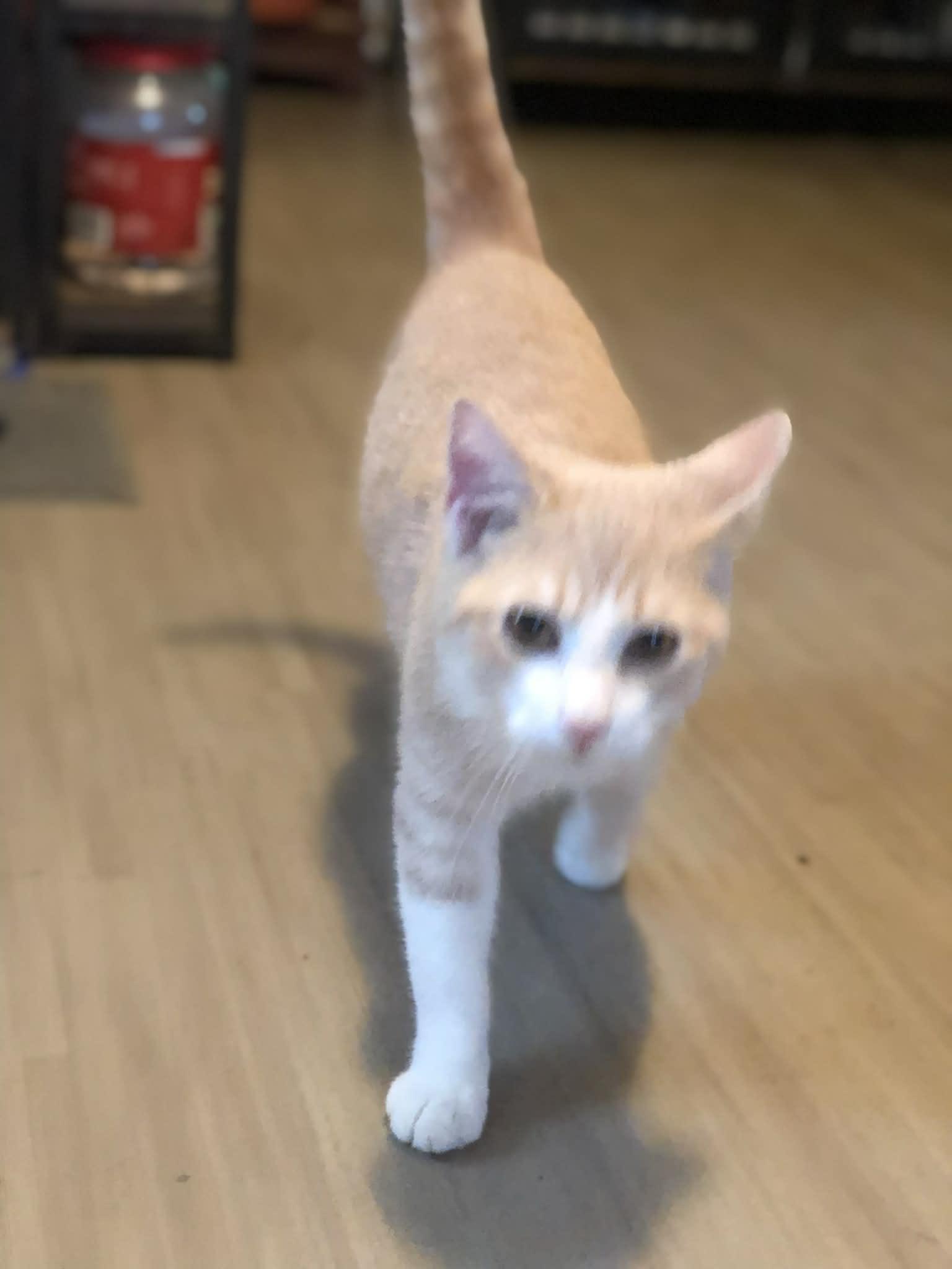 Enlarge Creams, a Adoptable Domestic Short Hair in Campton, KY image 3/6