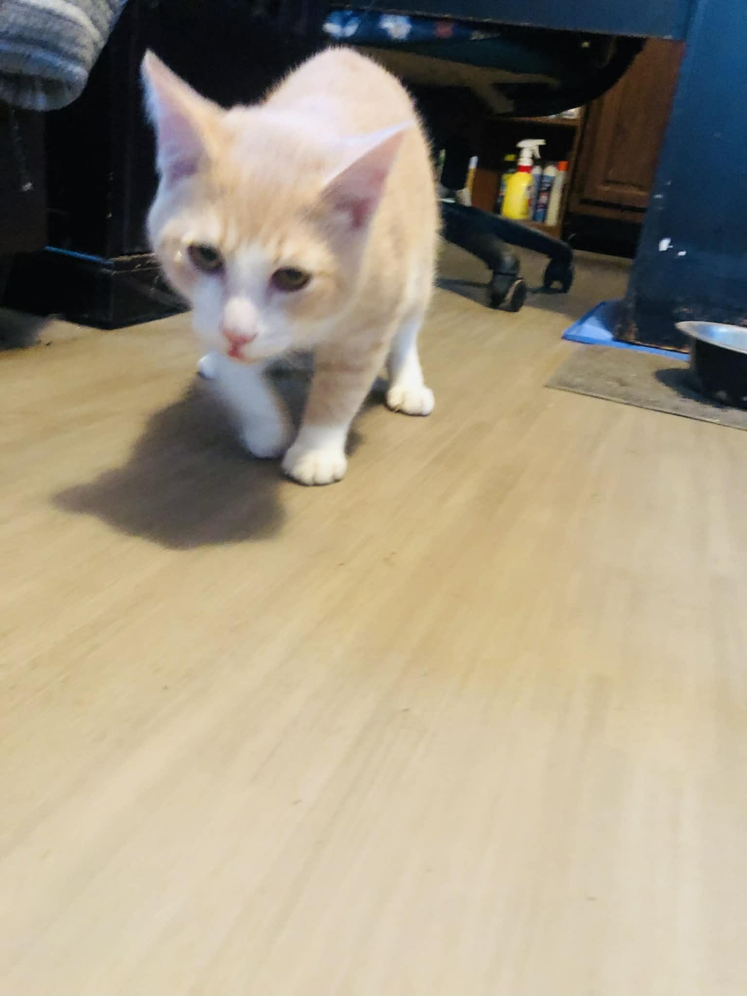 Enlarge Creams, a Adoptable Domestic Short Hair in Campton, KY image 4/6