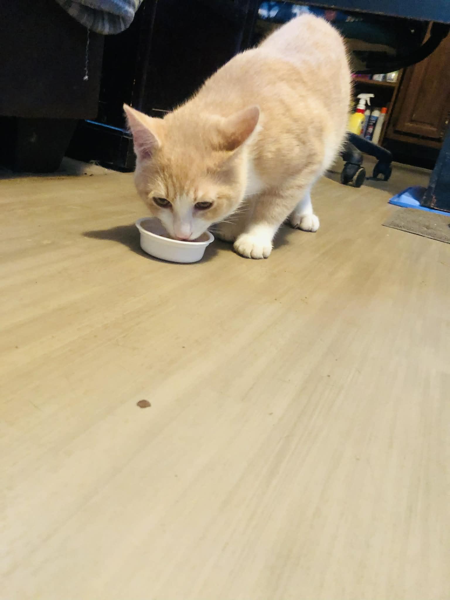 Enlarge Creams, a Adoptable Domestic Short Hair in Campton, KY image 5/6