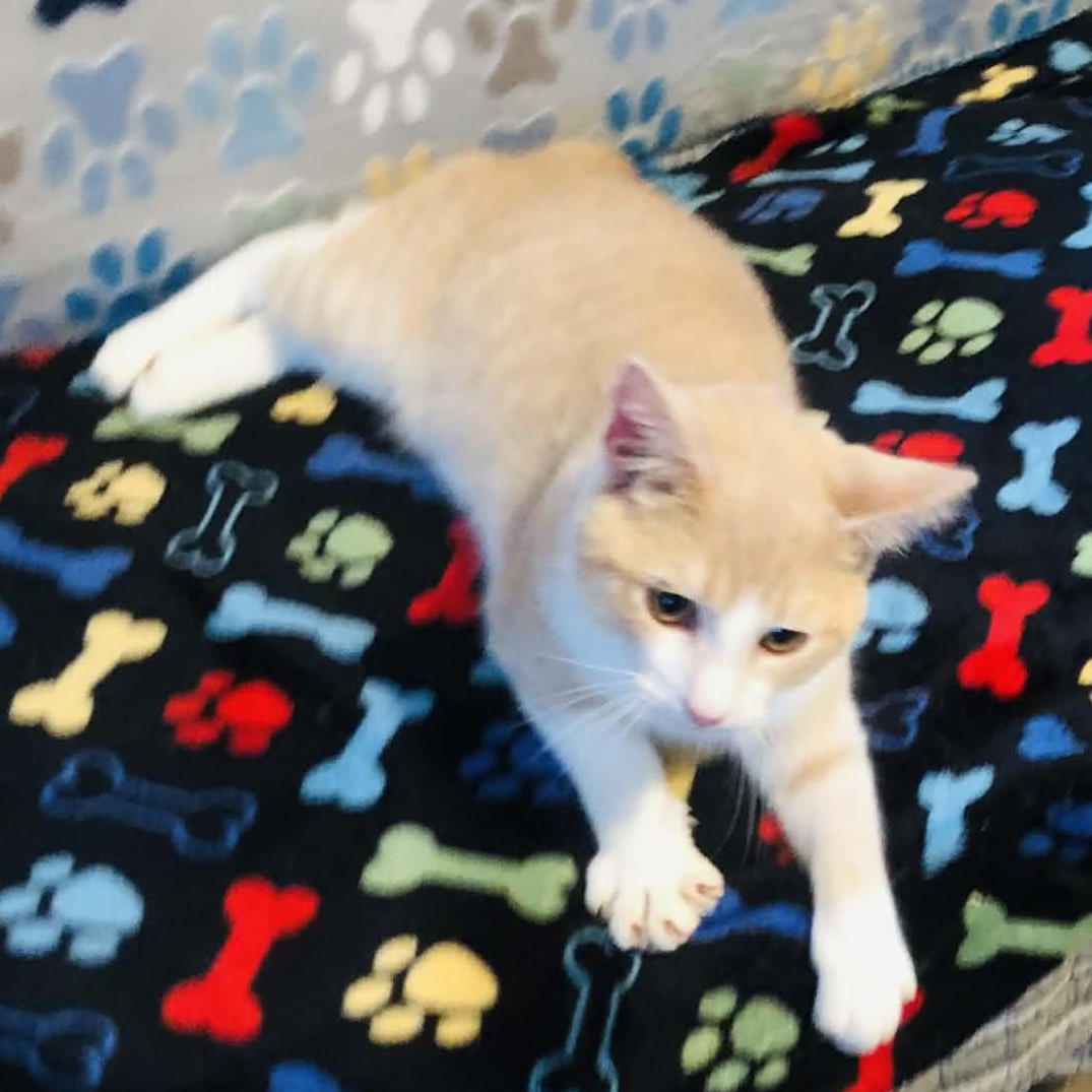 Creams, adopted, Young Male Domestic Short Hair.