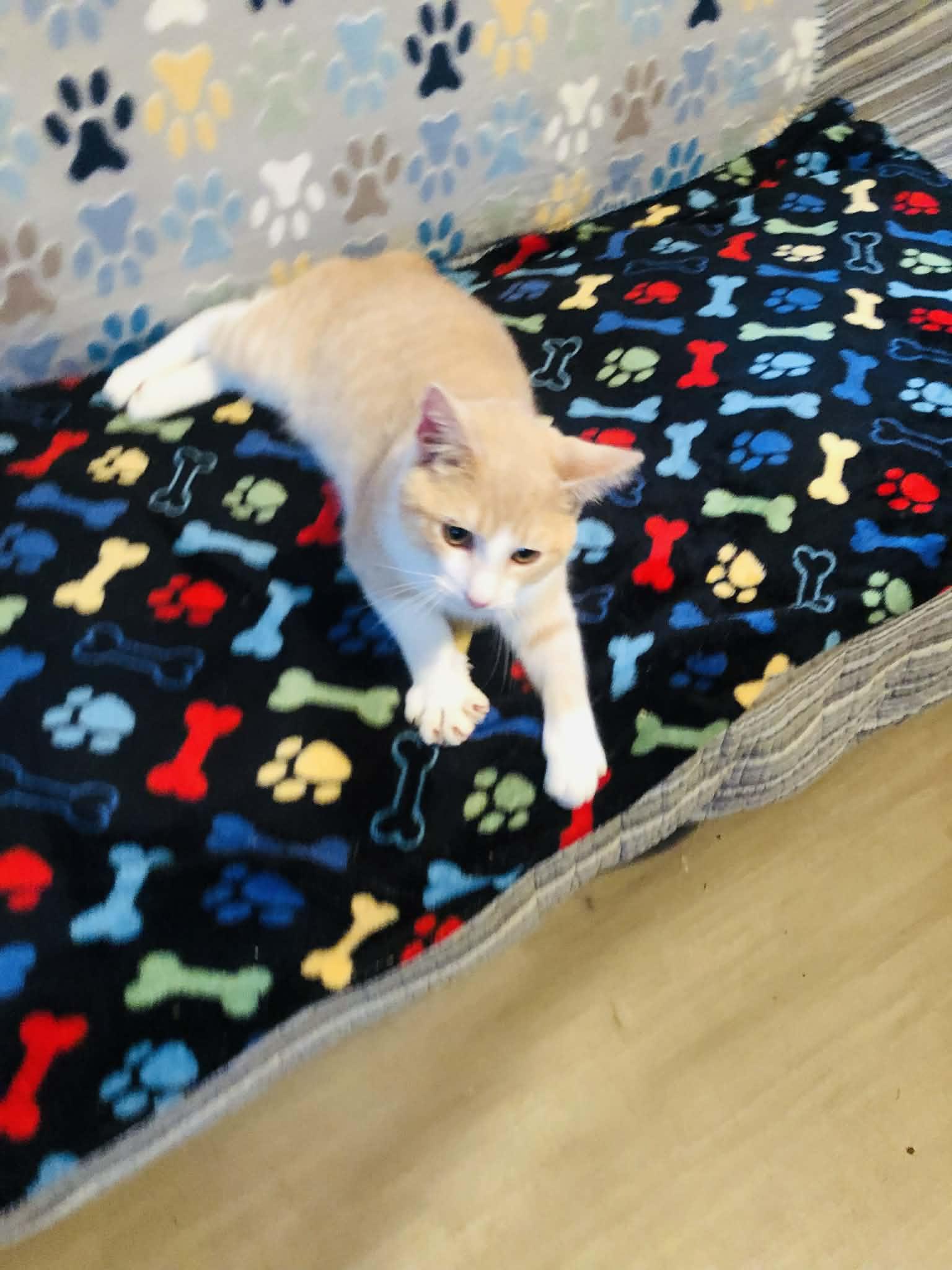 Enlarge Creams, a Adoptable Domestic Short Hair in Campton, KY image 6/6