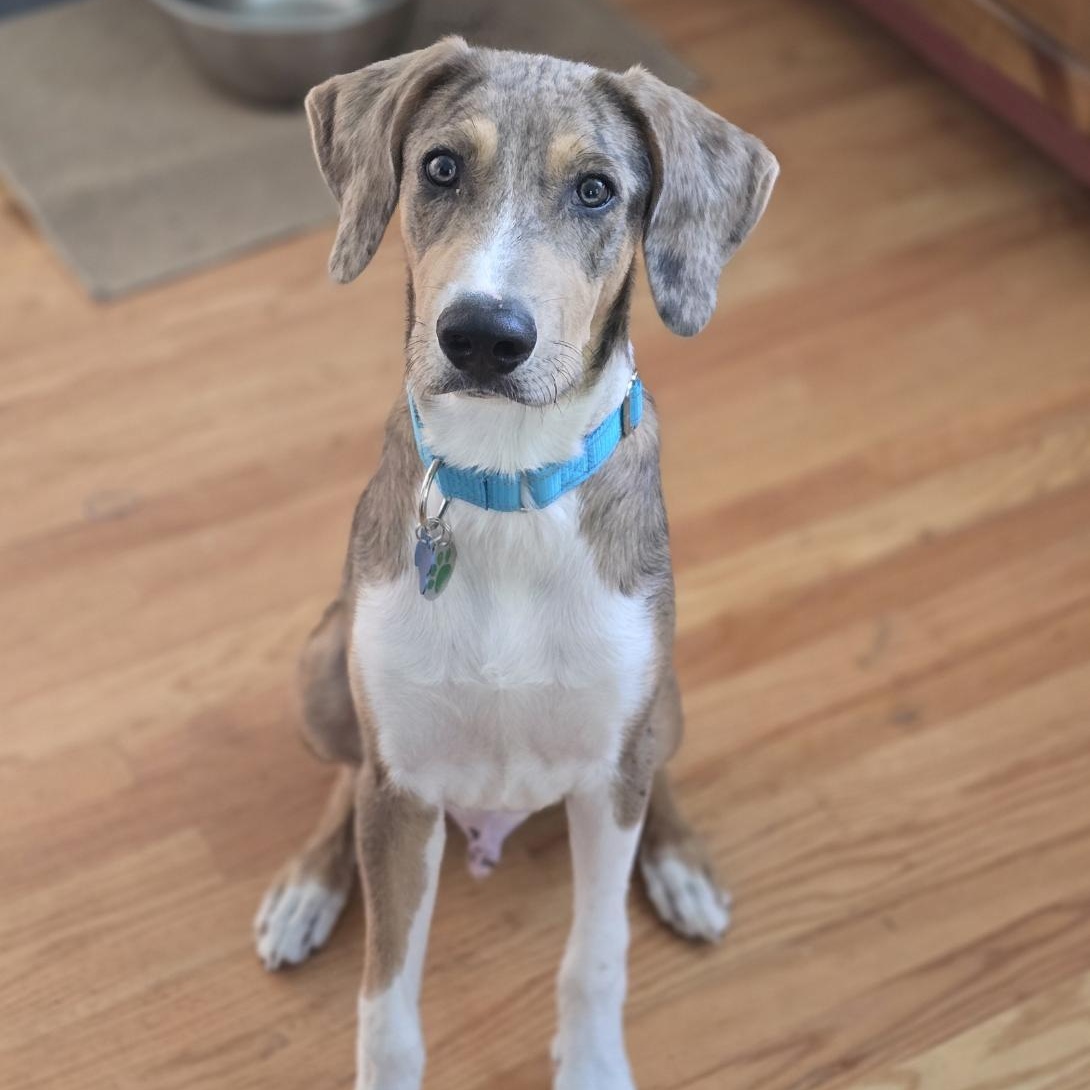 Enlarge Murphy (LOCAL), a ADOPTABLE mixed breed in Boston, MA image 1/4