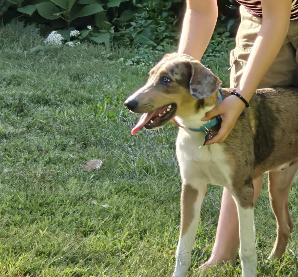 Enlarge Murphy (LOCAL), a ADOPTABLE mixed breed in Boston, MA image 4/4