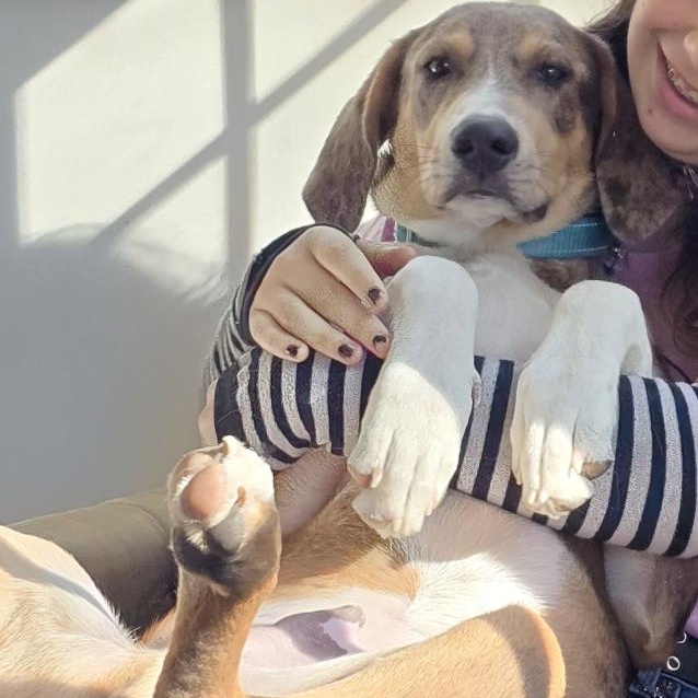 Enlarge Murphy (LOCAL), a ADOPTABLE mixed breed in Boston, MA image 3/4