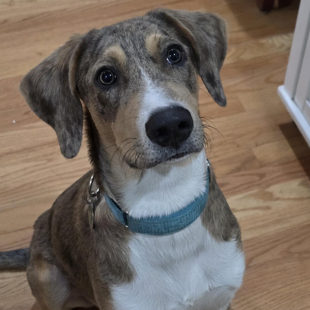 Enlarge Murphy (LOCAL), a ADOPTABLE mixed breed in Boston, MA image 2/4