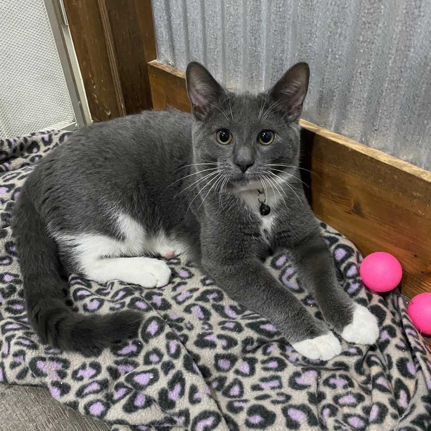 Faye, Young Female Domestic Short Hair