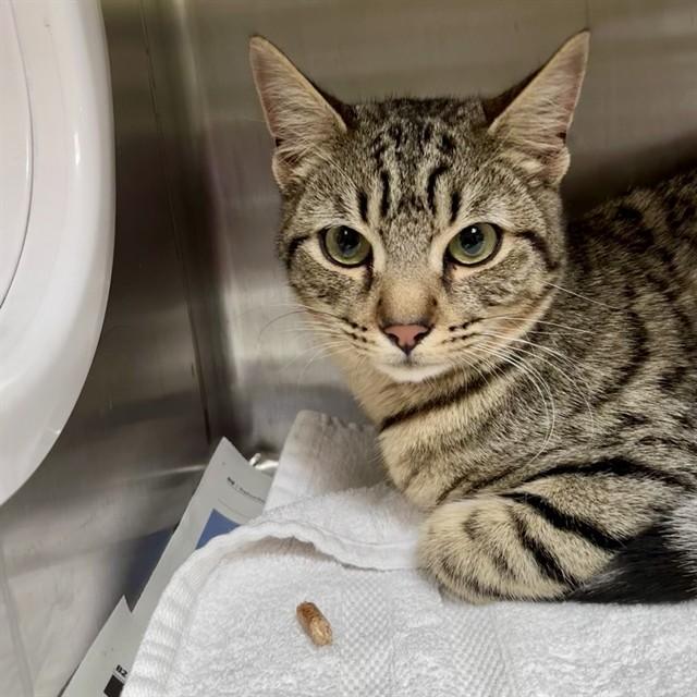 Enlarge TOAST, a Adoptable Domestic Short Hair in Alameda, CA image 1/1