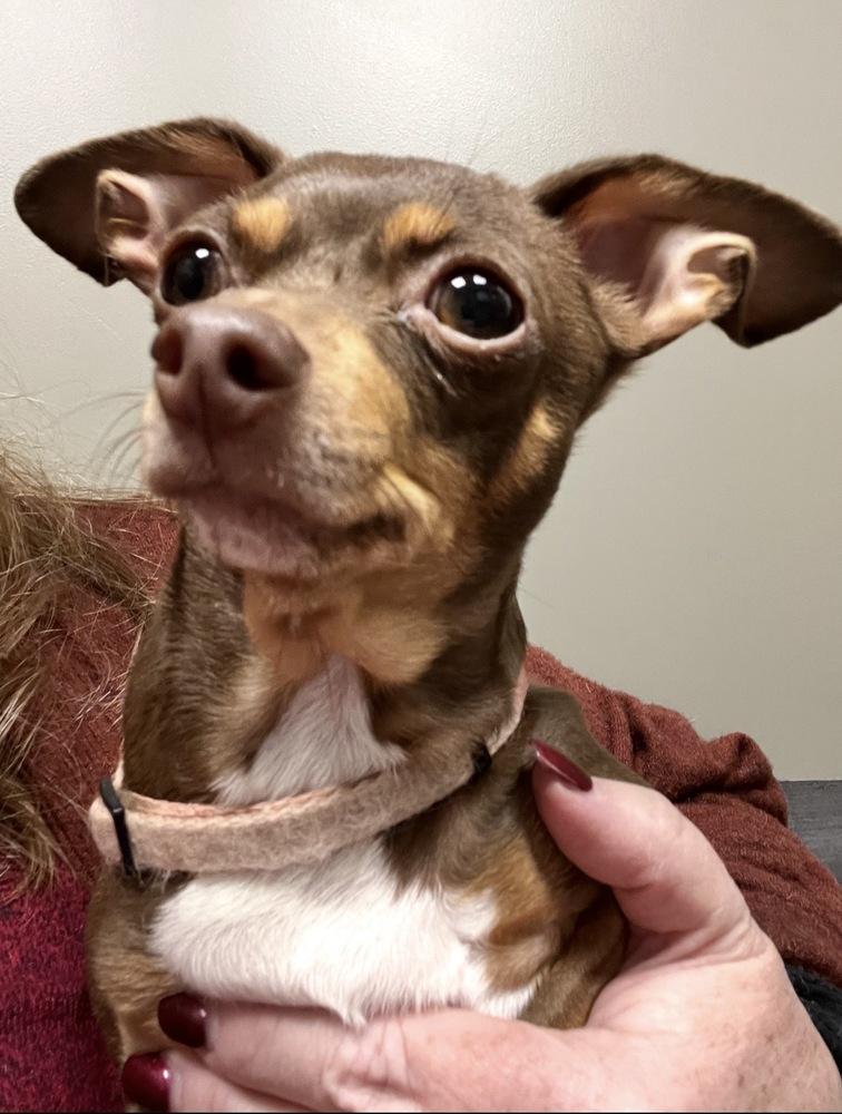 Coco, Adoptable, Adult Female Chihuahua.