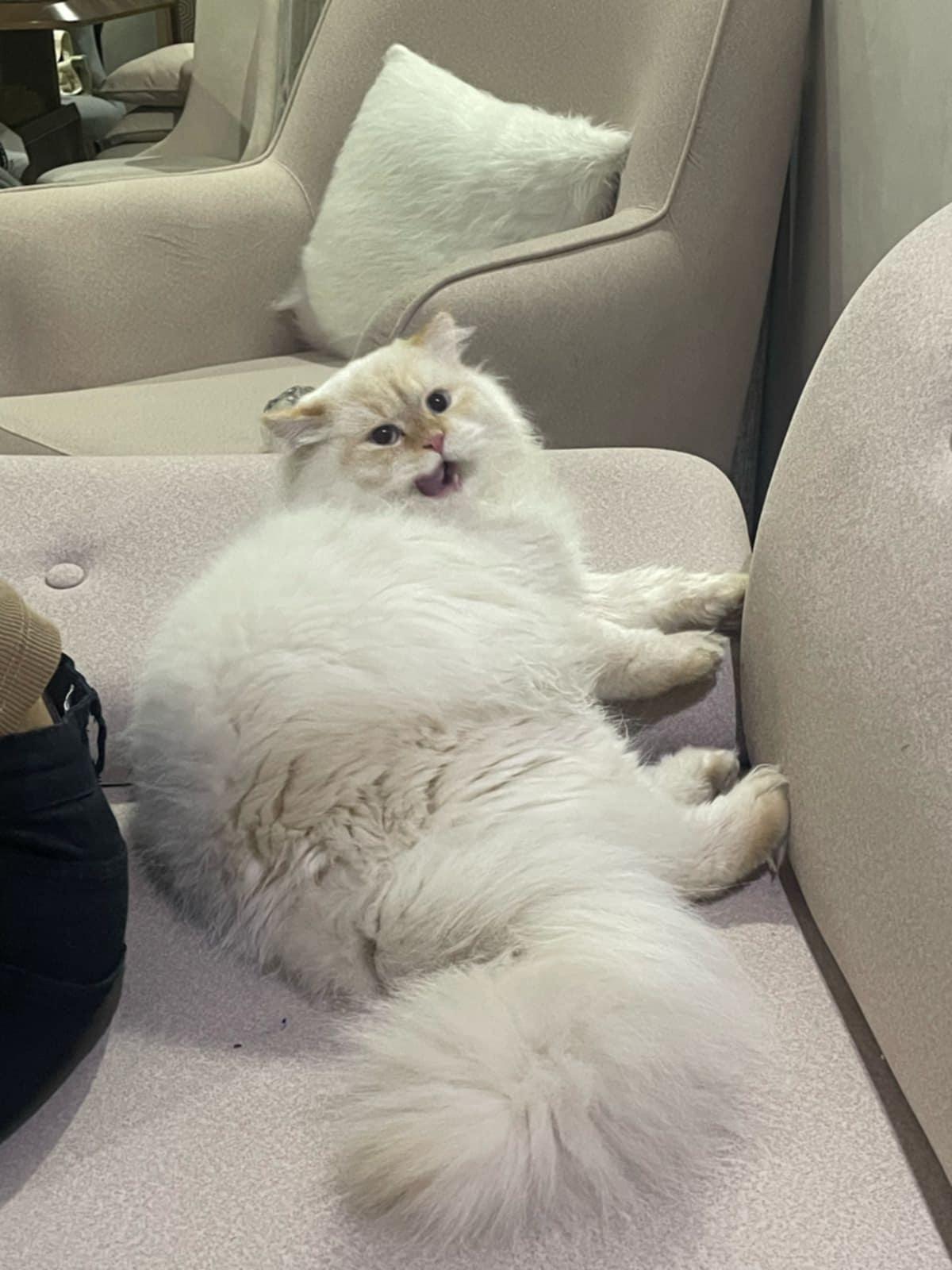 Haverick, Adult Male Himalayan