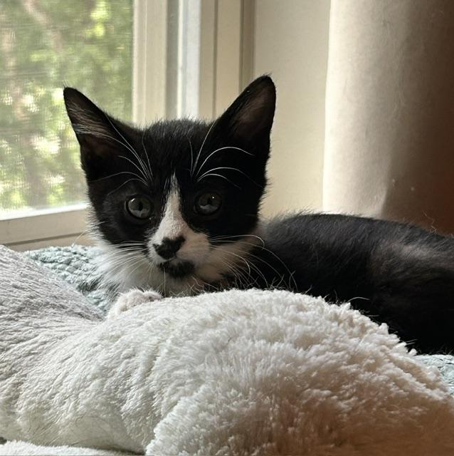 Sam, ADOPTABLE, Kitten Female Domestic Short Hair.