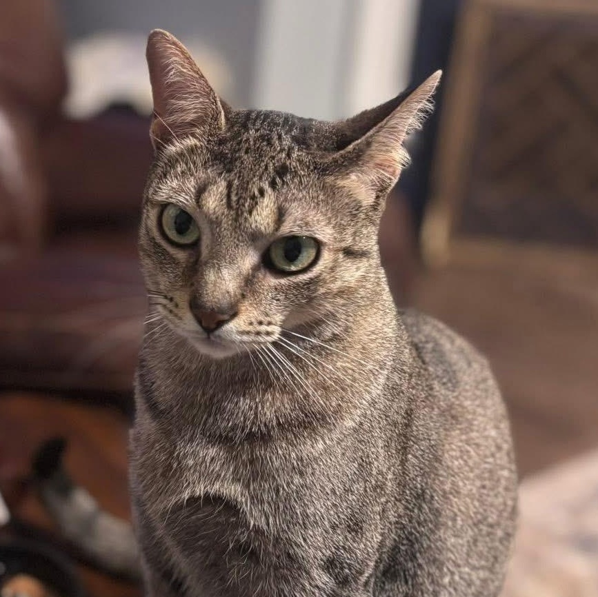 Enlarge Murphy, a Adoptable Domestic Short Hair in Snohomish, WA image 1/6