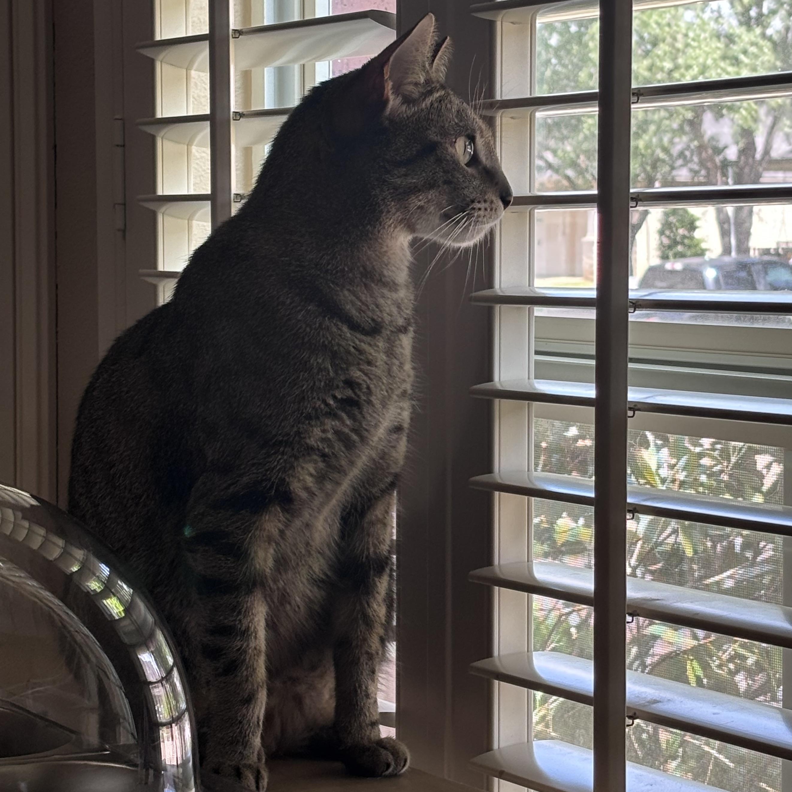 Enlarge Murphy, a Adoptable Domestic Short Hair in Snohomish, WA image 6/6