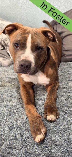 CHIP, Adoptable, Young Male Pit Bull Terrier.