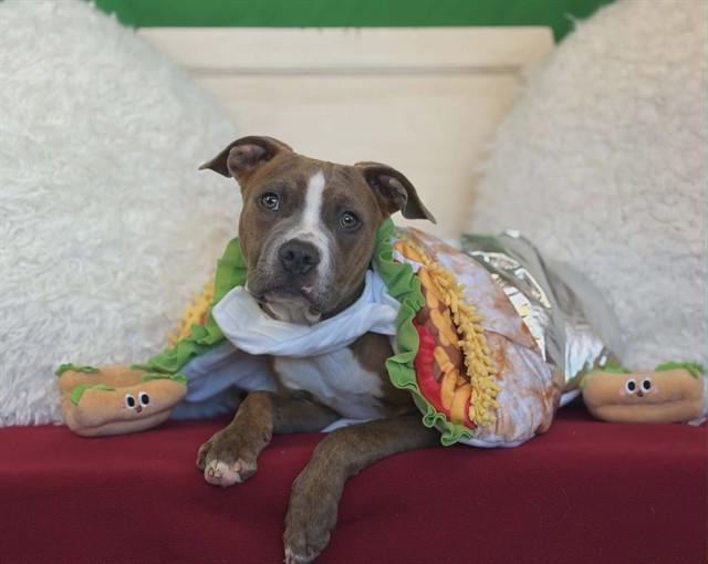 CHIP, Adoptable, Young Male Pit Bull Terrier.