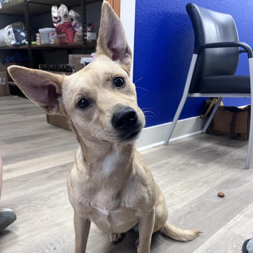 Grace, Adoptable, Young Female Cattle Dog.