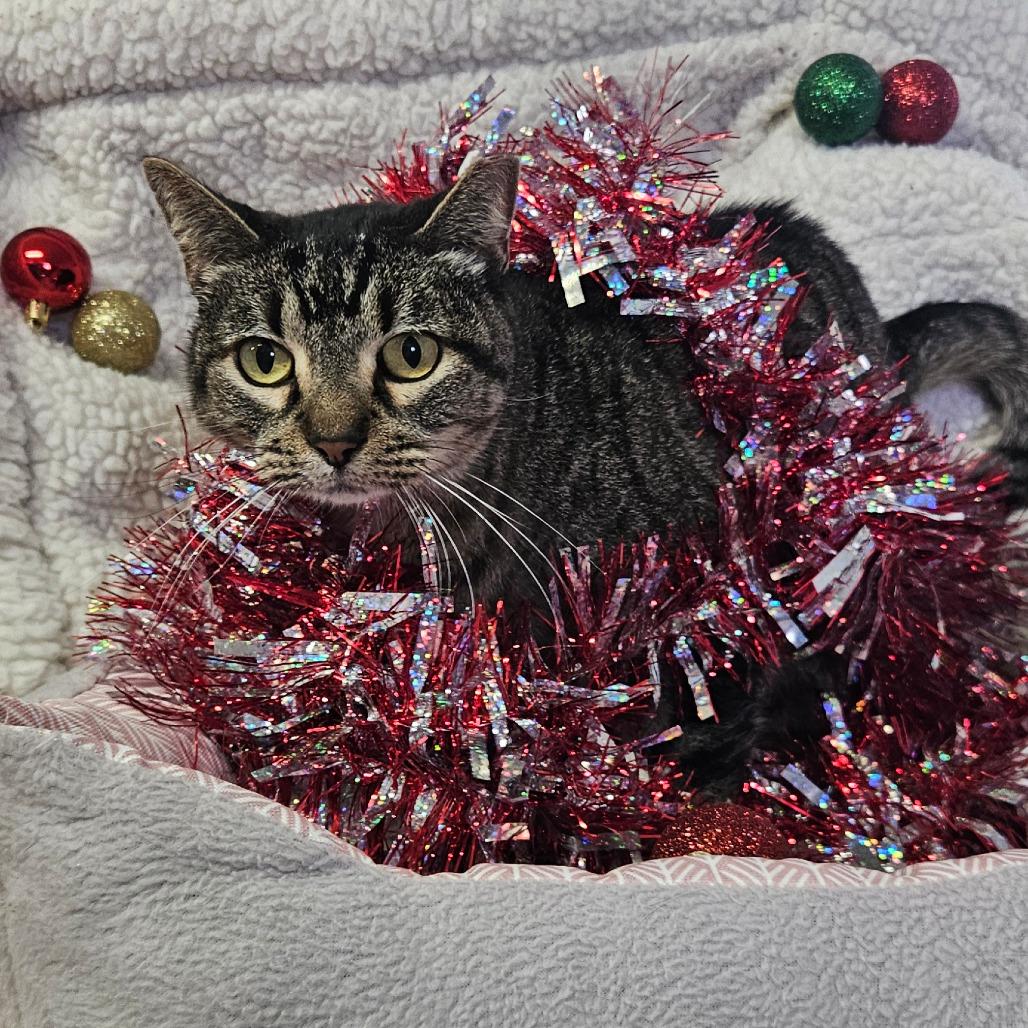Minty, a Adoptable Domestic Short Hair in Stephenville, TX image 1/4