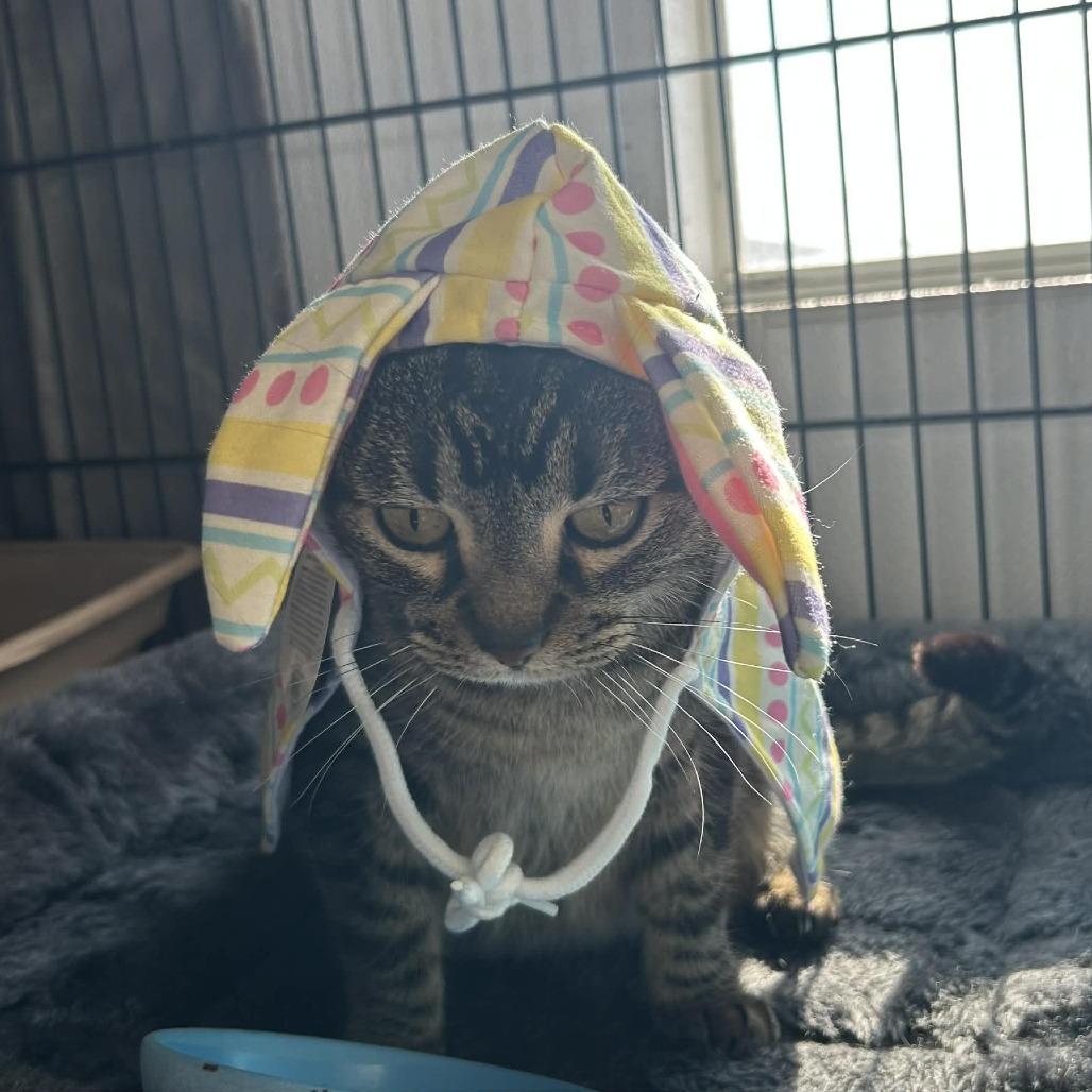 Enlarge Minty, a Adoptable Domestic Short Hair in Stephenville, TX image 2/6