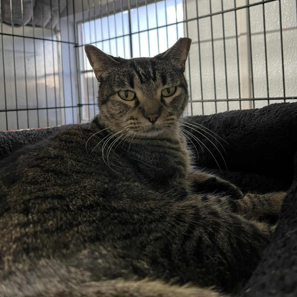 Minty, a Adoptable Domestic Short Hair in Stephenville, TX image 3/4