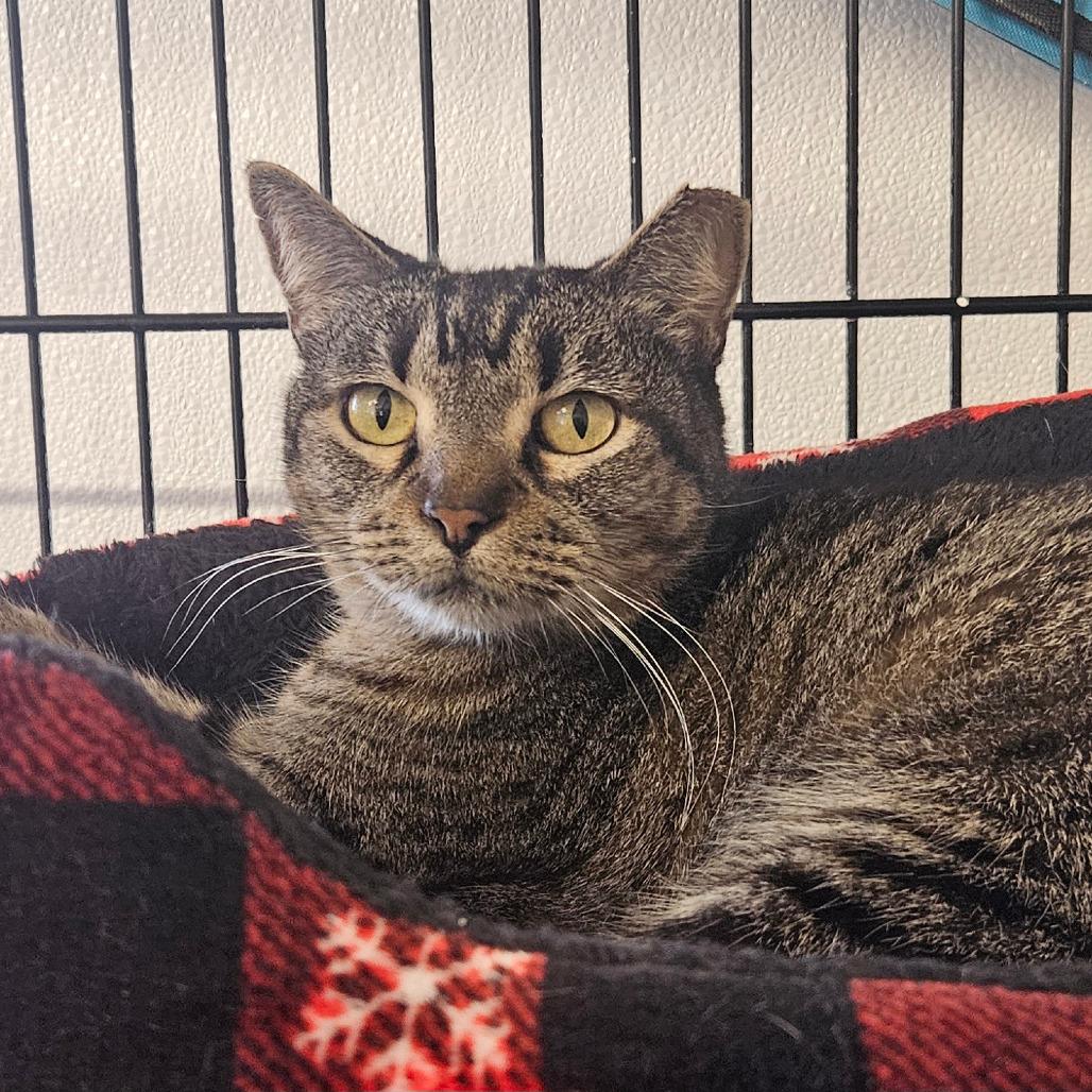 Minty, a Adoptable Domestic Short Hair in Stephenville, TX image 4/4