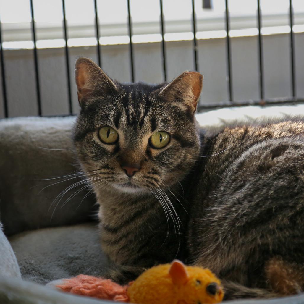 Enlarge Minty, a Adoptable Domestic Short Hair in Stephenville, TX image 4/6