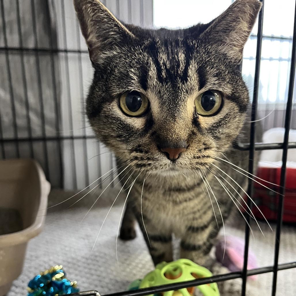 Enlarge Minty, a Adoptable Domestic Short Hair in Stephenville, TX image 5/6