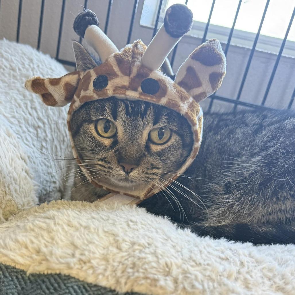 Enlarge Minty, a Adoptable Domestic Short Hair in Stephenville, TX image 6/6