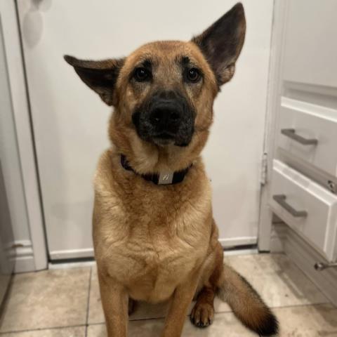 Enlarge WESTON, a Adoptable mixed breed in Camarillo, CA image 1/1