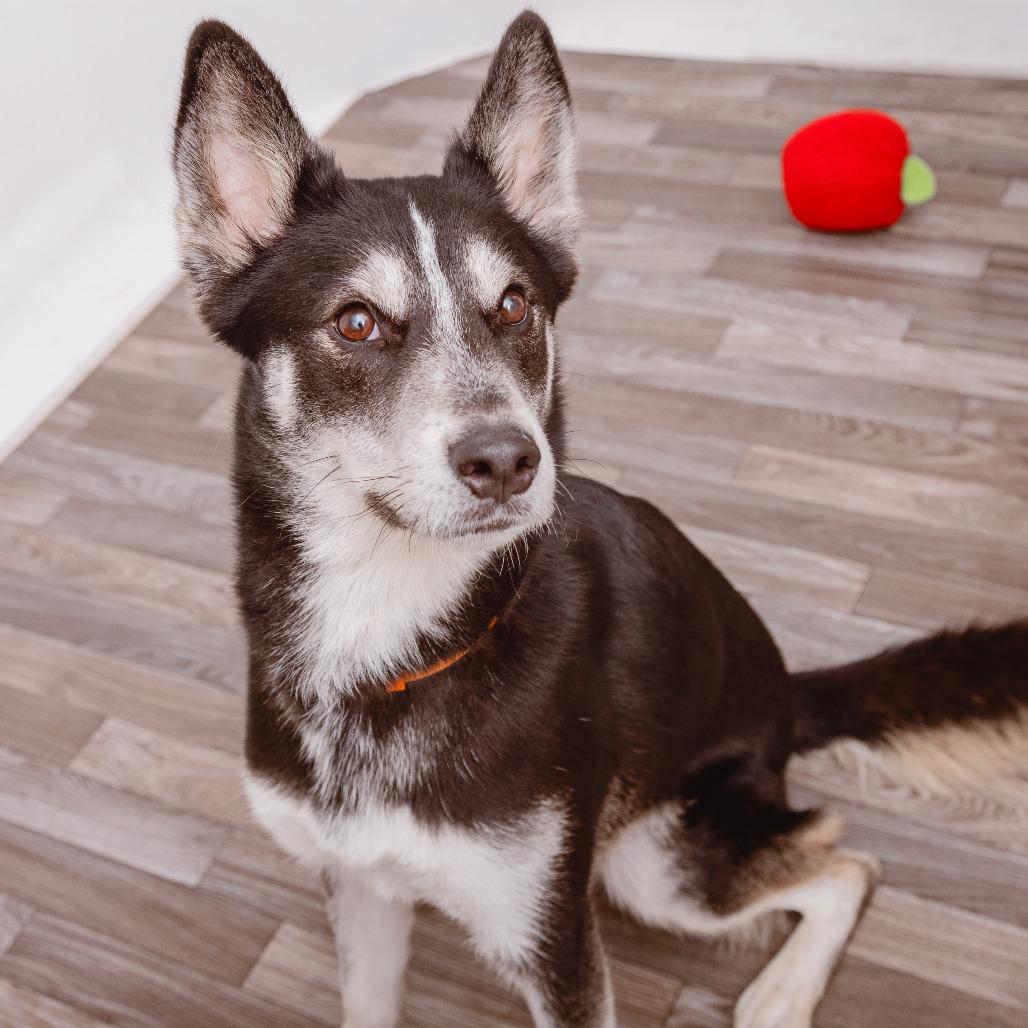 Tom Snout, Adoptable, Adult Male Shepherd & Husky.