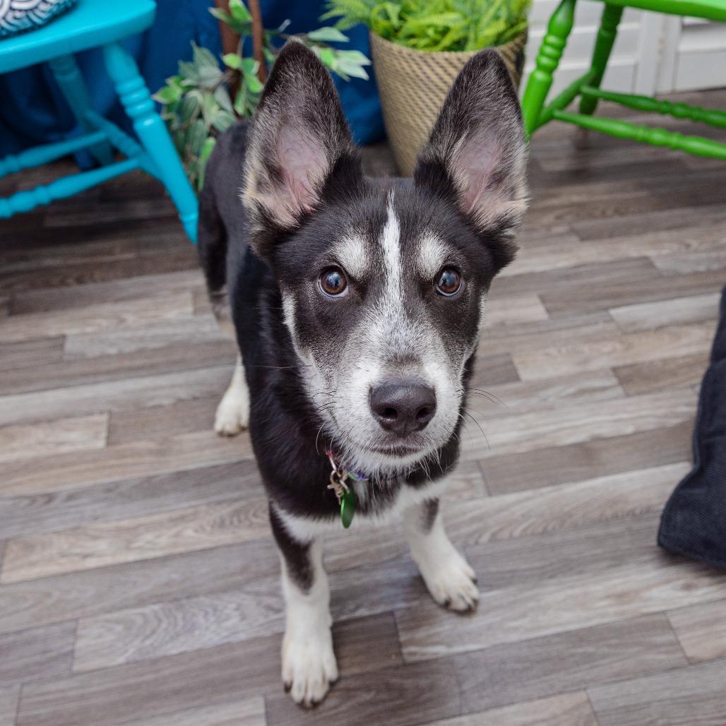 Enlarge Tom Snout, a Adoptable mixed breed in Los Angeles, CA image 3/5