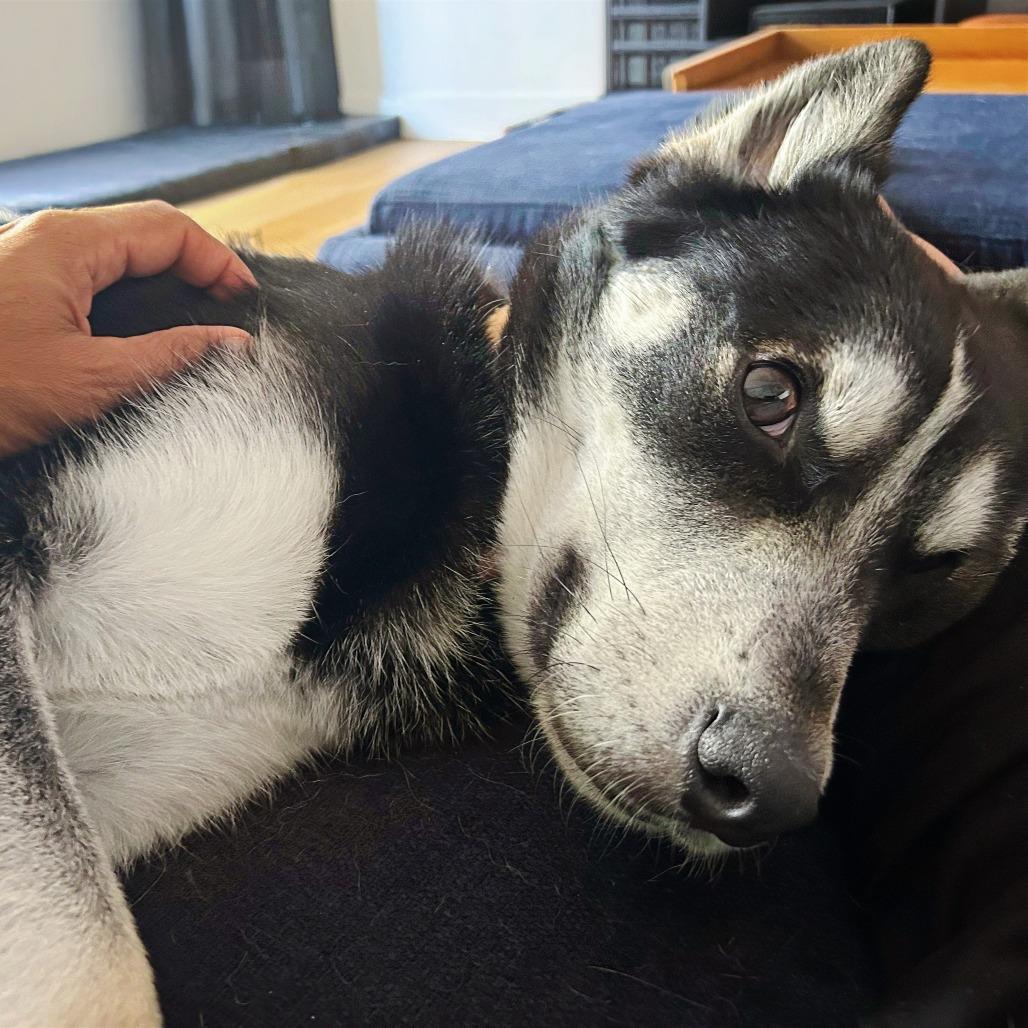 Enlarge Tom Snout, a Adoptable mixed breed in Los Angeles, CA image 5/5
