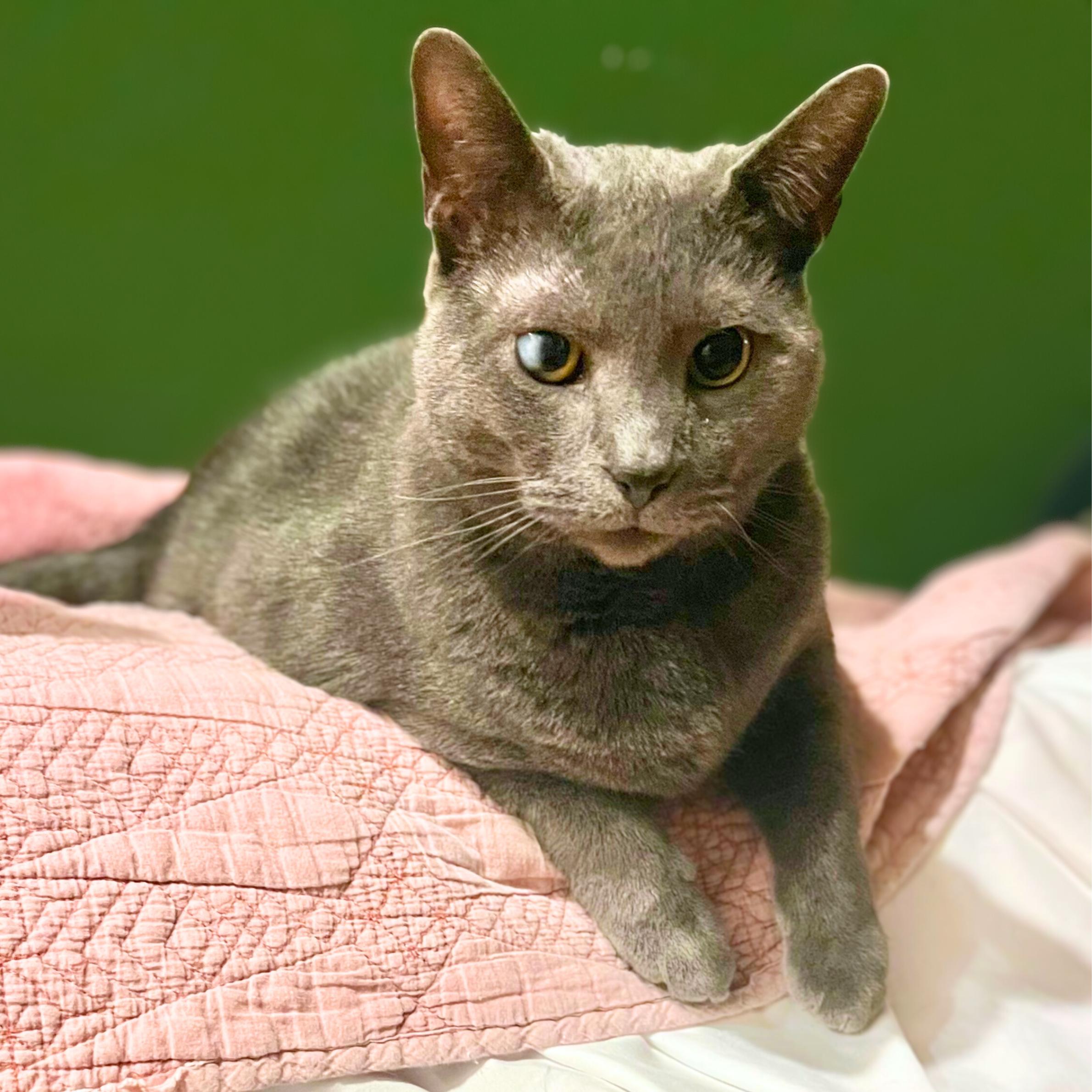 Match, a ADOPTABLE mixed breed in New York, NY image 3/6