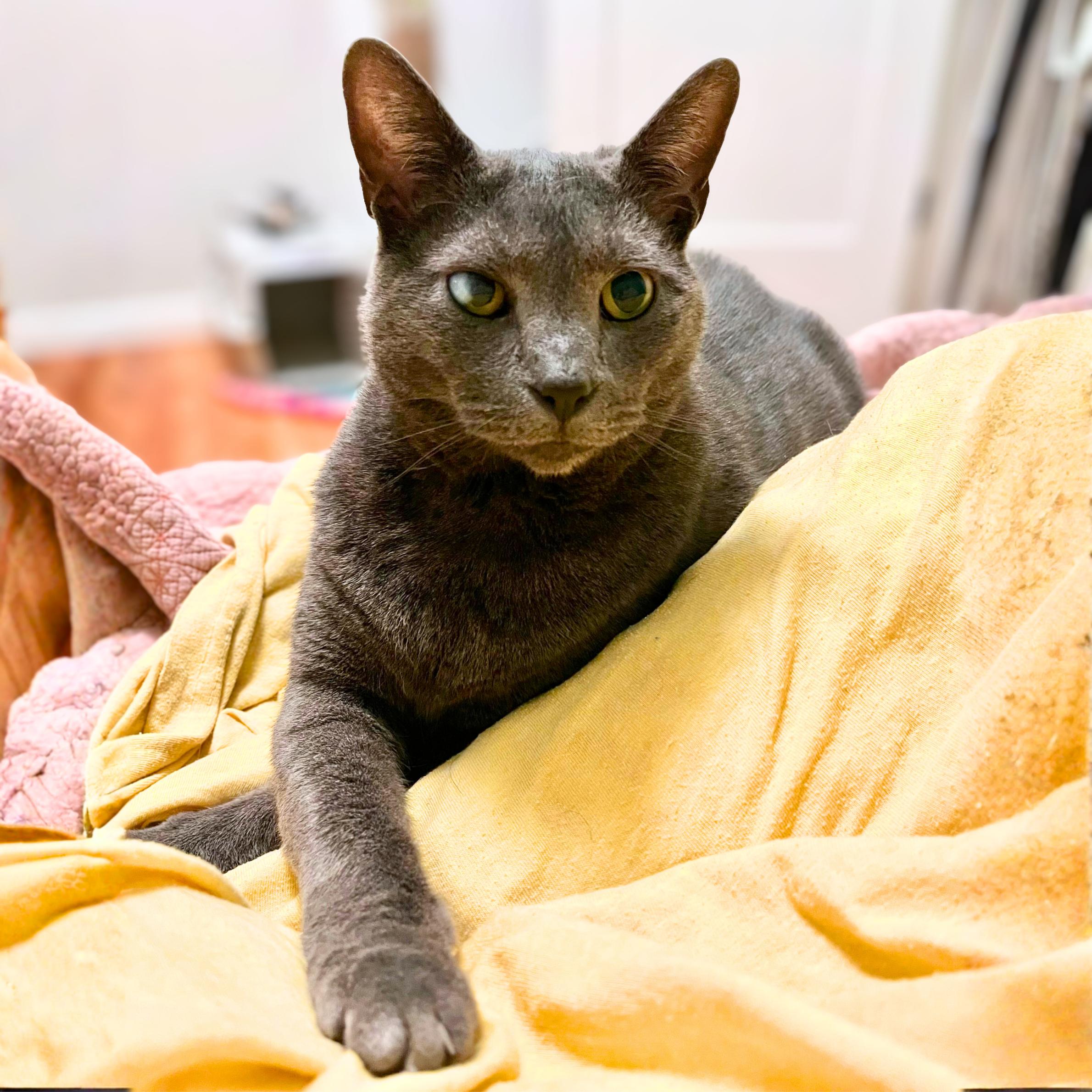 Match, ADOPTABLE, Adult Male Domestic Short Hair.