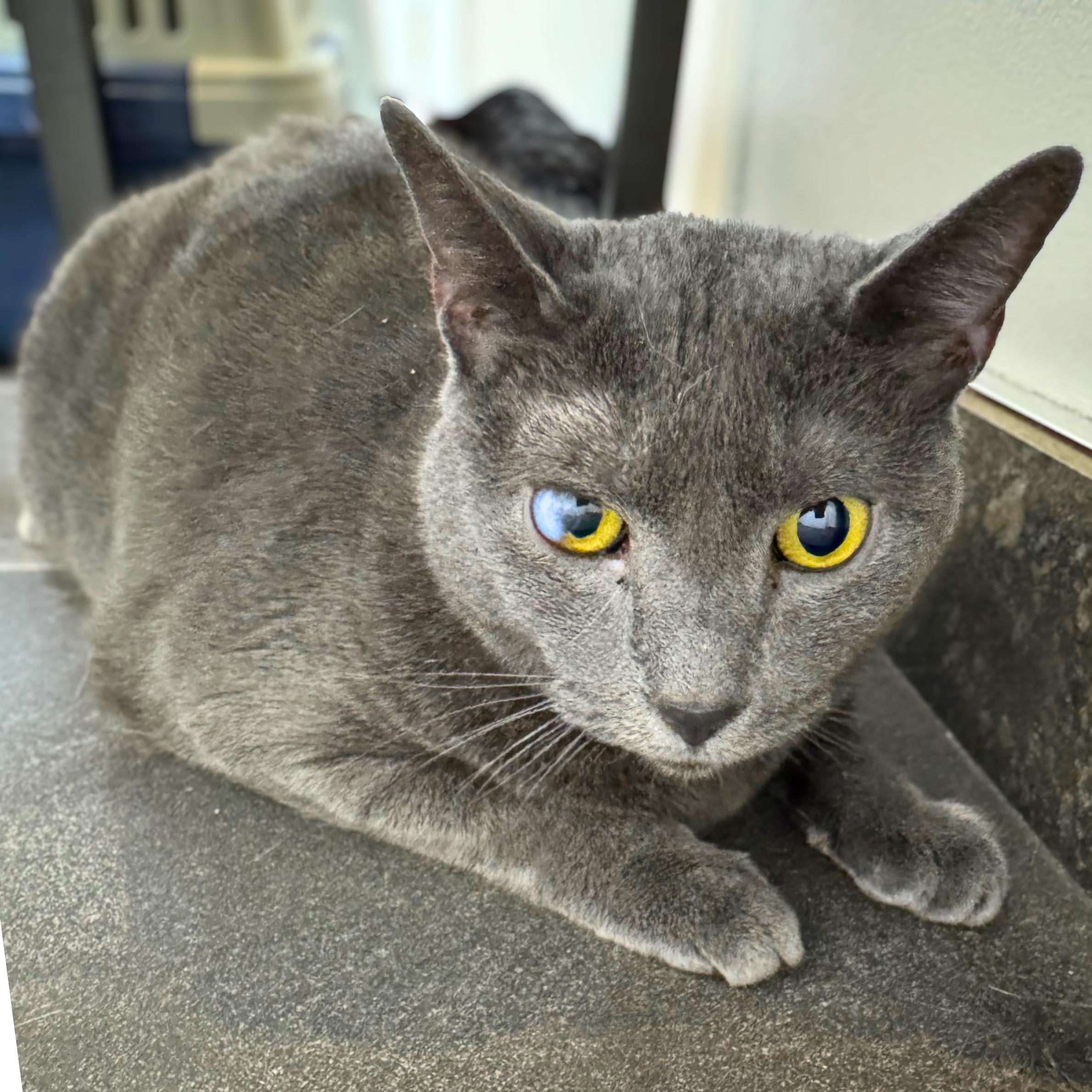 Match, a ADOPTABLE mixed breed in New York, NY image 5/6